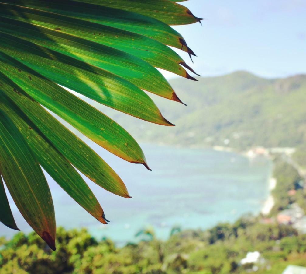 Ocean Terrace Hotell Anse Royale Exteriör bild